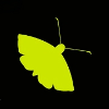 The Moth logo