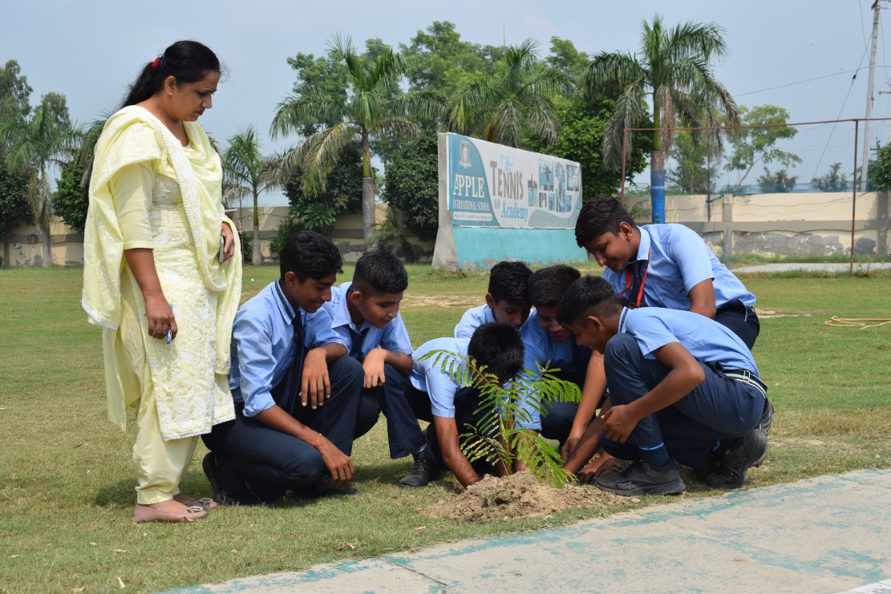 TREE PLANTATION