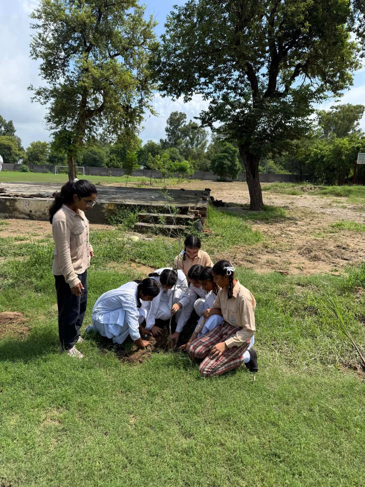 TREE PLANTATION