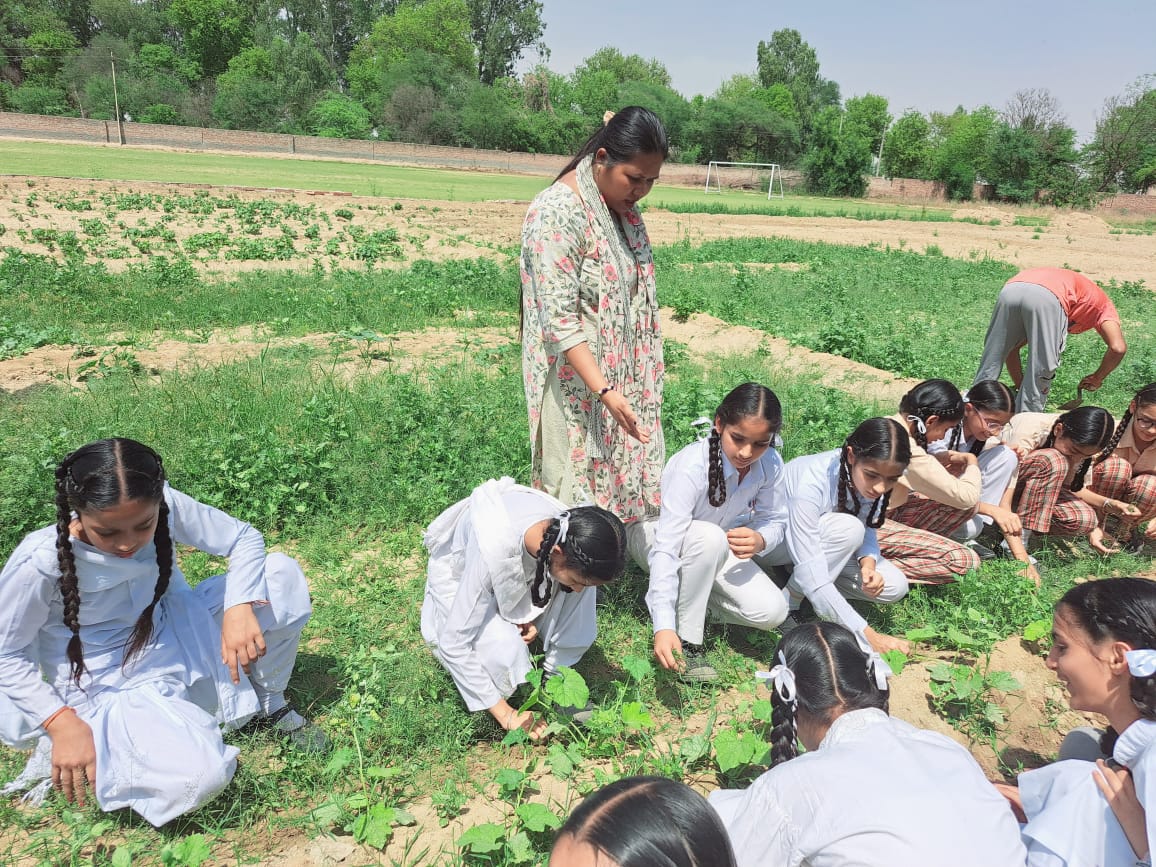 Activity:- uproot the weeds