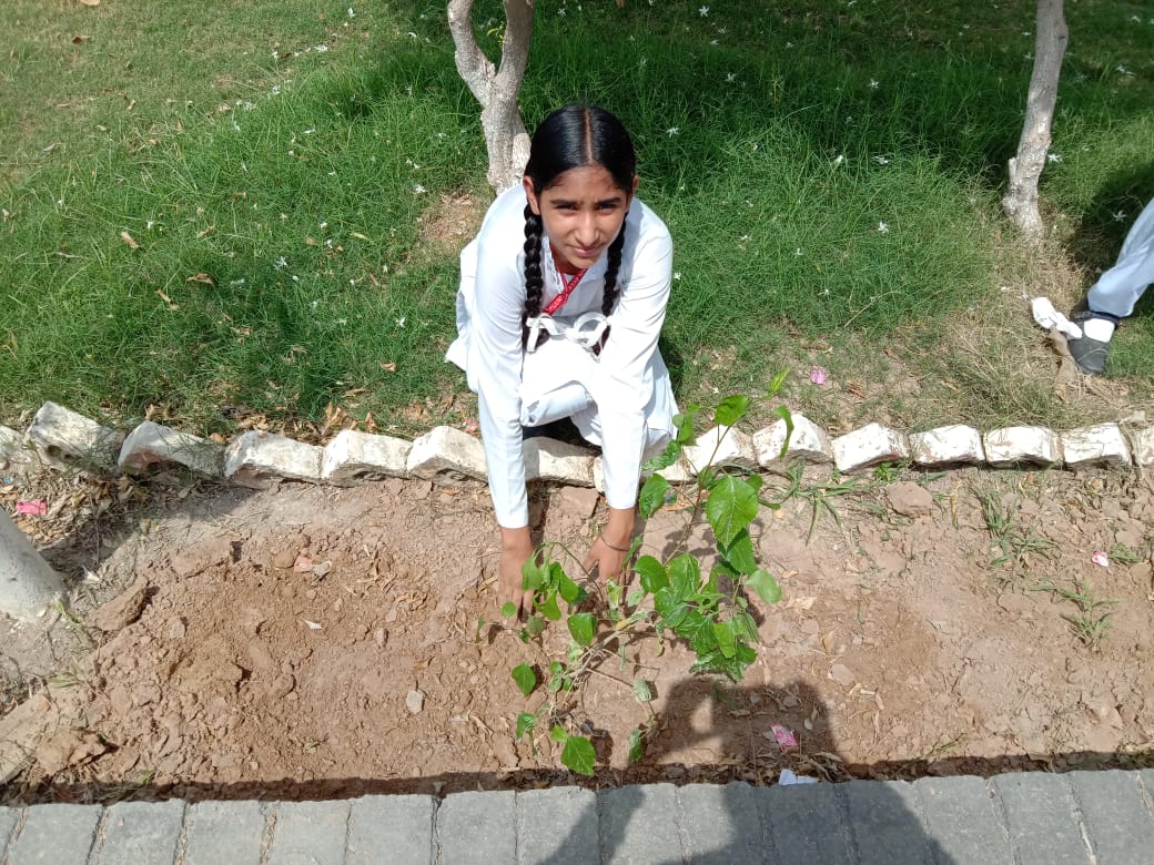 Tree plantation & street play on eve  of independence day 2019