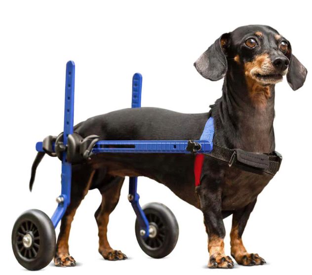 WALKIN'WHEELS DACHSHUND WHEELCHAIR 1-5KG