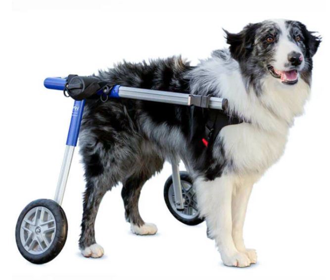 WALKIN'WHEELS WHEELCHAIR MEDIUM 10-12''