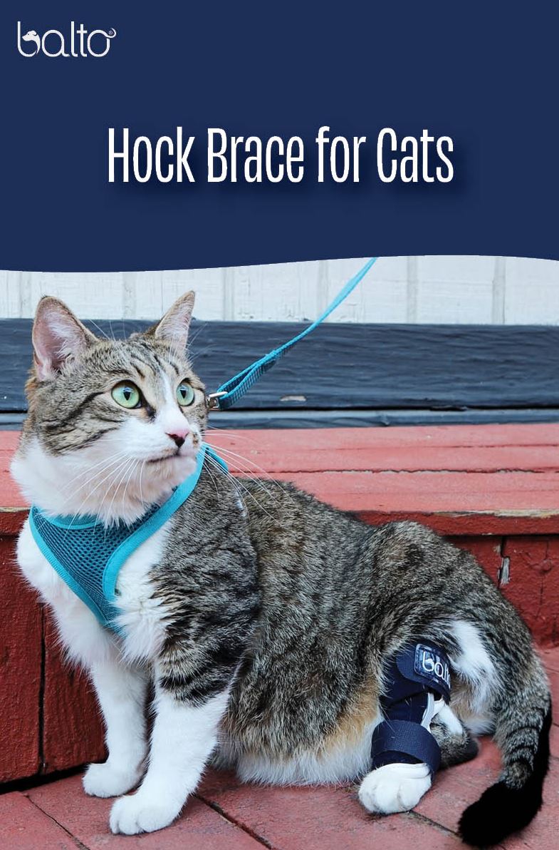 BALTO HOCK BRACE FOR CATS XXS