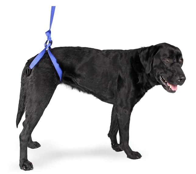 WALKIN' UP-N-GO LEASH