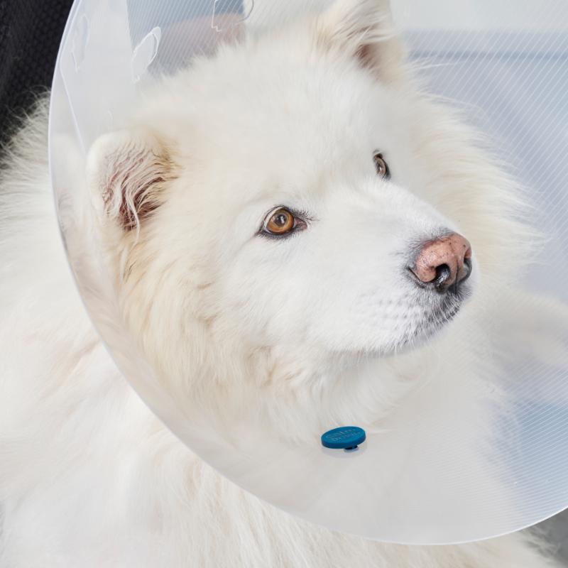 CALMDOWN BY KRUUSE F/DOGS POST OP BUTTON