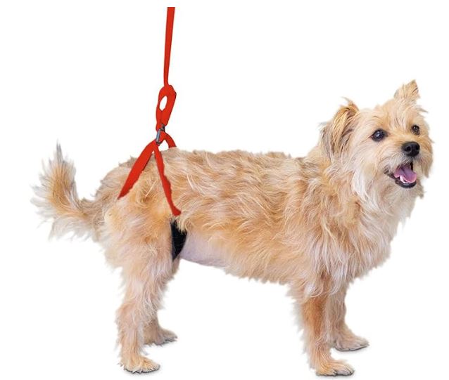 WALKIN' UP-N-GO LEASH MINI - RED
