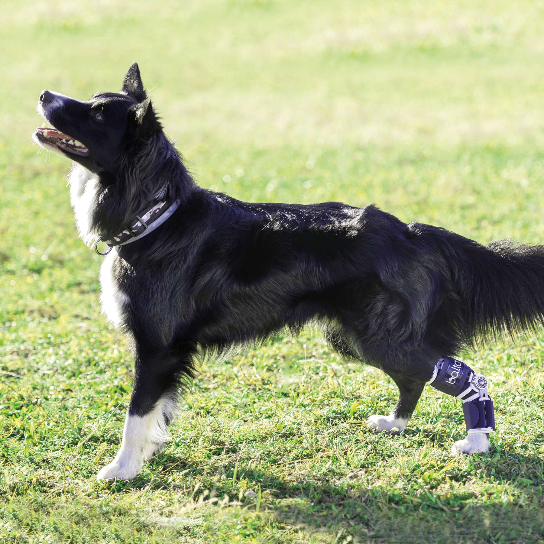 BALTO FLEXOR POST-OP REHAB TARSUS XS/S