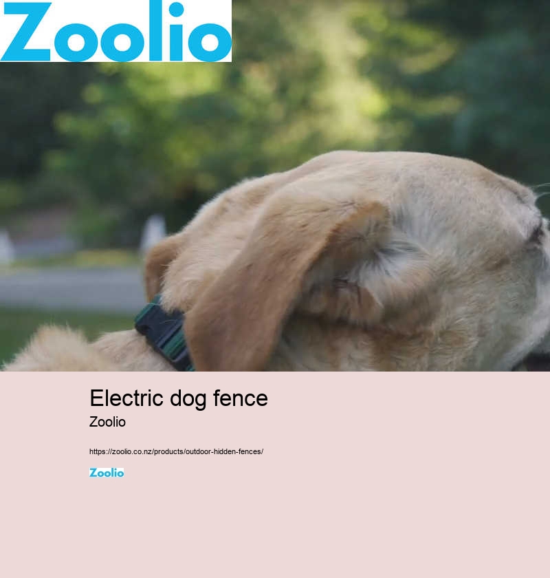 electric dog fence