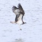 Osprey