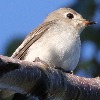 野鳥好き