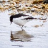  Lapolapola Birds