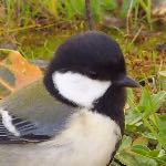 zebrafinch11221