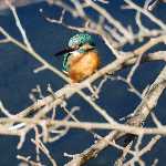 野鳥大好じいさん