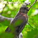 TGUISS生の野鳥記