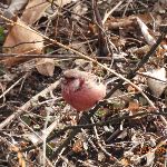 日本野鳥撮影の旅