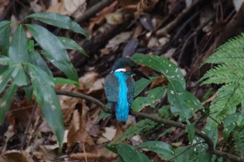 カワセミ 横浜の森林公園 2019年12月22日(日)