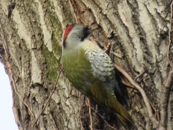 Japanese Green Woodpecker 横浜市 Sat, 3/2/2019