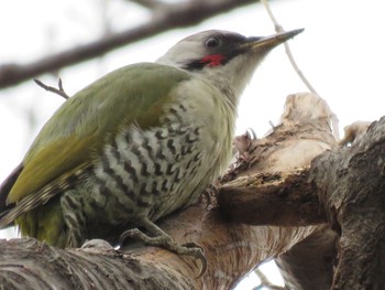 Japanese Green Woodpecker 横浜市 Wed, 2/27/2019