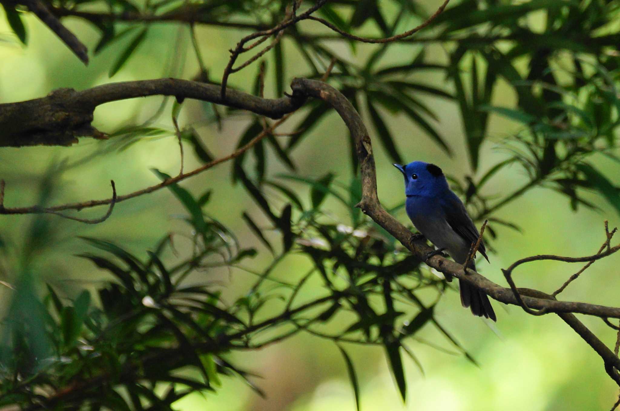 Photo of Black-naped Monarch at 台湾 by bea