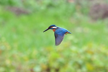 2019年12月22日(日) 野川の野鳥観察記録