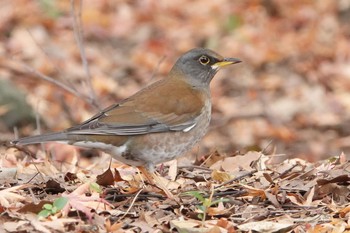 2019年12月22日(日) 葛西臨海公園の野鳥観察記録