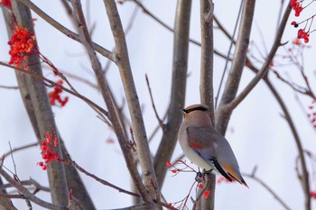 2019年12月15日(日) 真駒内公園の野鳥観察記録