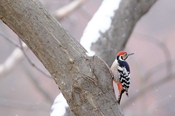 2019年12月15日(日) 旭山記念公園の野鳥観察記録