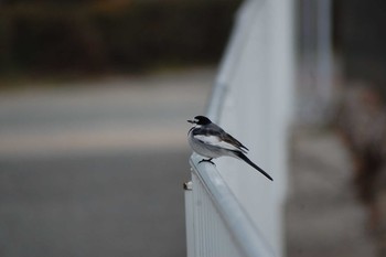 White Wagtail 妙法寺公園 Sat, 12/21/2019