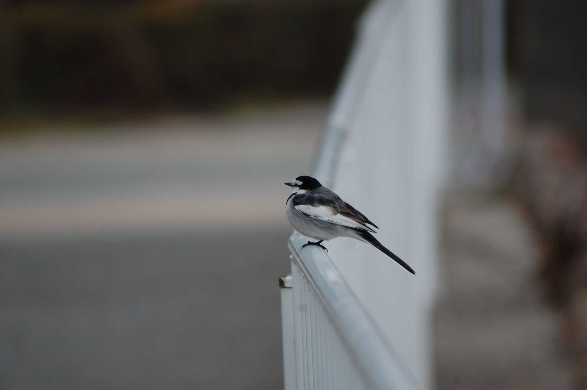 Photo of White Wagtail at 妙法寺公園 by 五色鳥