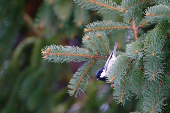 ヒガラ 豊平公園(札幌市) 2019年12月16日(月)