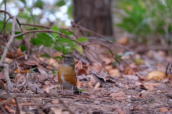 2019年12月22日(日) 葛西臨海公園の野鳥観察記録