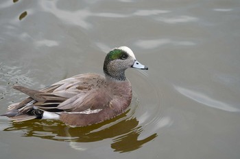 American Wigeon Unknown Spots Sat, 12/21/2019