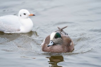 American Wigeon Unknown Spots Sat, 12/21/2019