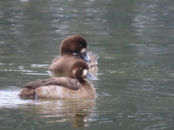 未同定 水元公園 2019年12月22日(日)