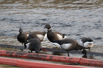 Brant Goose