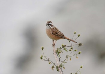 ホオジロ 多摩川 2019年12月21日(土)