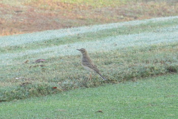 Unknown Species タイ　チョンブリ県 Fri, 12/20/2019