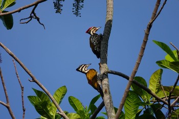 2019年11月28日(木) シンガポール植物園の野鳥観察記録