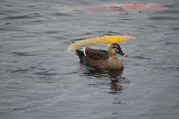 カルガモ 平磯緑地公園 2019年12月22日(日)