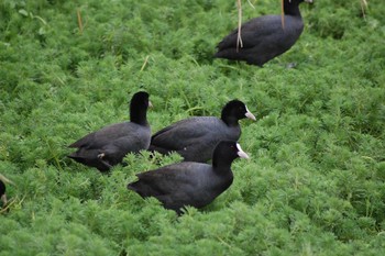 Eurasian Coot 平磯緑地公園 Sun, 12/22/2019