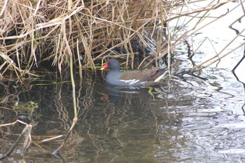 Common Moorhen 平磯緑地公園 Sun, 12/22/2019