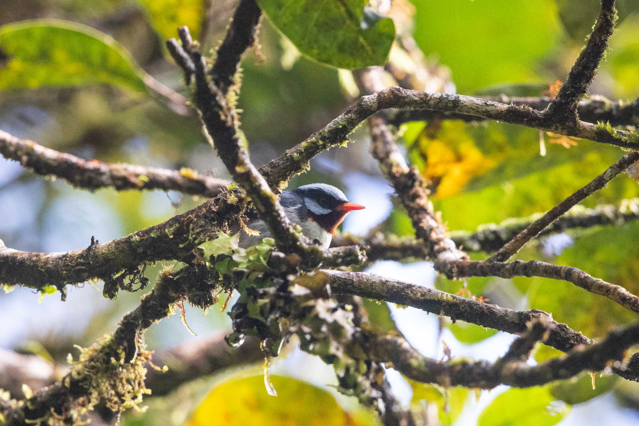 Photo of Azure-crested Flycatcher at Taveuni Island by Trio