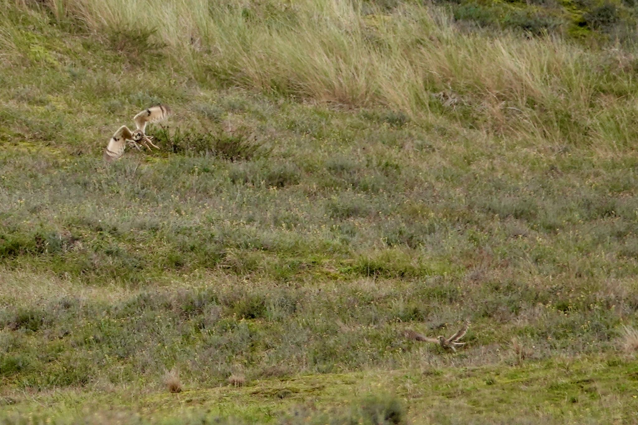 Short-eared Owl