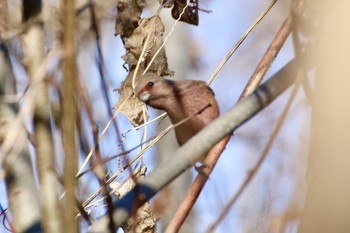 Siberian Long-tailed Rosefinch 羽村堰(下流) Fri, 12/20/2019