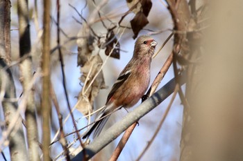 Siberian Long-tailed Rosefinch 羽村堰(下流) Fri, 12/20/2019