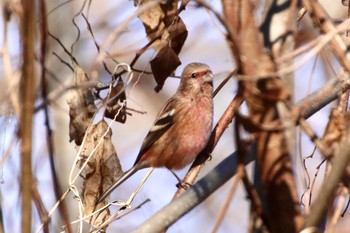 Siberian Long-tailed Rosefinch 羽村堰(下流) Fri, 12/20/2019