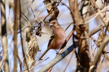 Siberian Long-tailed Rosefinch 羽村堰(下流) Fri, 12/20/2019