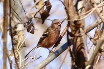 Siberian Long-tailed Rosefinch 羽村堰(下流) Fri, 12/20/2019