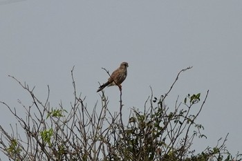 Common Kestrel La Rochelle Wed, 10/23/2019